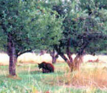 Buckner Orchard Bear.