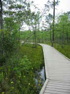 Big Thicket Handicapped Accessible Trail