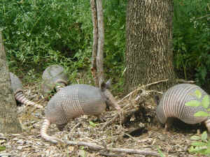 4 armadillo babies looking for food beside the River Legacy Park Trail