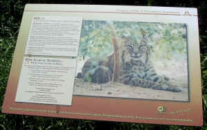 A bobcat information sign in River Legacy Park