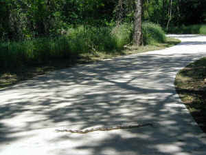 A long snake on the River Legacy Park Trail