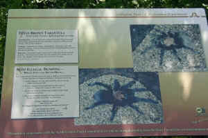 A sign telling you about tarantulas in River Legacy Park