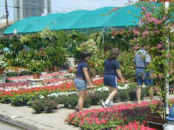 You can solve all your gardening needs at the Dallas Farmers Market, everything from petunias to pansies to palm trees.