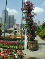 Flowers for sale with the Dallas skyline in the background.