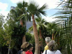 Wandering through the palm tree forest at the Dallas Farmers Market.