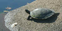 and a turtle closeup in the Dallas Fair Park lagoon