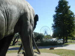  Dallas Fair ParkLeonhardt Lagoon elephant outside the Dallas Museum of Natural History.