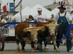 Granbury 4th of July Parade Oxen Wagon