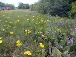 Wildflowers surrounding Prairie Fest goers.