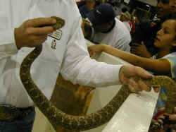 People petting a recently milked rattlesnake.