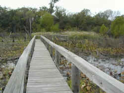Fort Worth Nature Center and Refugeboardwalk over bayou