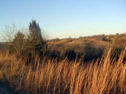 Blue Stem Grass on the wild prairie of Tandy Hills Park.