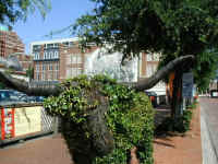 Topiary in the form of a longhorn in Sundance Square in downtown Fort Worth.