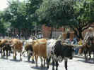The Fort Worth Herd on the move on Exchange Avenue in Fort Worth's Stockyards.