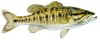 State Fish  Guadalupe Bass 