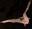 Mexican Free-Tailed Bat 