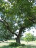 State Tree  Pecan 