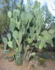 State Plant  Prickly Pear Cactus 