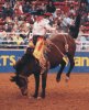State Sport  Rodeo 