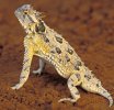 State Reptile  Texas Horned Lizard   "horny toad" )