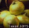 State Vegetable  Texas Sweet Onion 