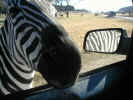 This zebra is particularly nosey. Signs in the park remind visitors that the Fossil Rim animals are wild...