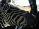 This zebra does appear to be a bit wild as he tries to take a bite of steering wheel...