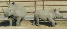 A rhino and her baby at the Fossil Rim Wildlife Center....