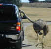 An ostrich makes sure you have your entry pass when you enter the Fossil Rim Wildlife Center.