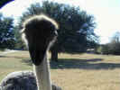 At the Fossil Rim Wildlife Center you are well advised to pay the food toll to those ostrich beaks...