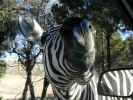 At the Fossil Rim Wildlife Center Zebras are not shy...