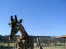 The Fossil Rim Wildlife Center giraffes appear to be quite at home in Texas...