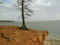 A lone tree on a redrock bluff on Lake Grapevine.