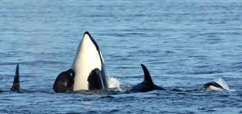 Puget Sound Orca Pod